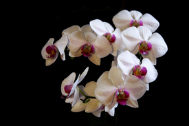orchideen/9327544