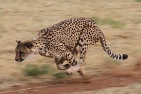 Running Cheetah/10371311